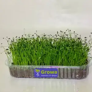 Зростаюча мікрозелень цибулі у контейнері від Growa, вигляд 1