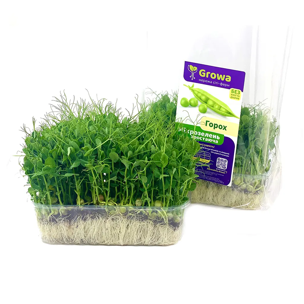 Растущая микрозелень гороха от Growa, вид 2