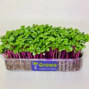 Growing microgreens of pink China rose radish from Growa, view 1