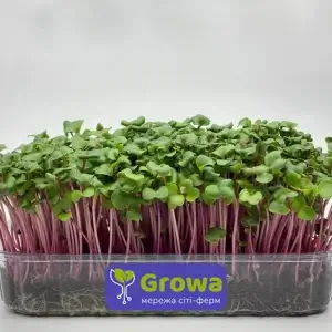 Growing microgreens of Red Coral radish from Growa, view 1