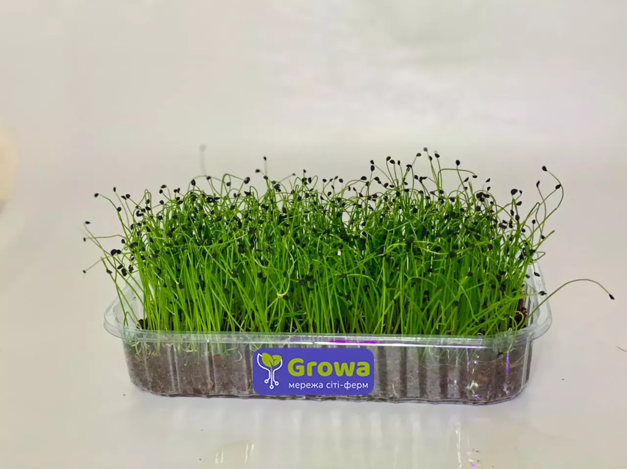 Зростаюча мікрозелень цибулі у контейнері від Growa, вигляд 1