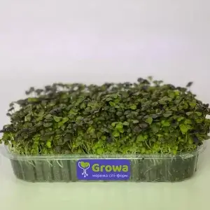 Зростаюча мікрозелень базиліку фіолетового від Growa, вигляд 1