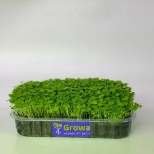 Растущая микрозелень базилика зеленого от Growa, вид 1