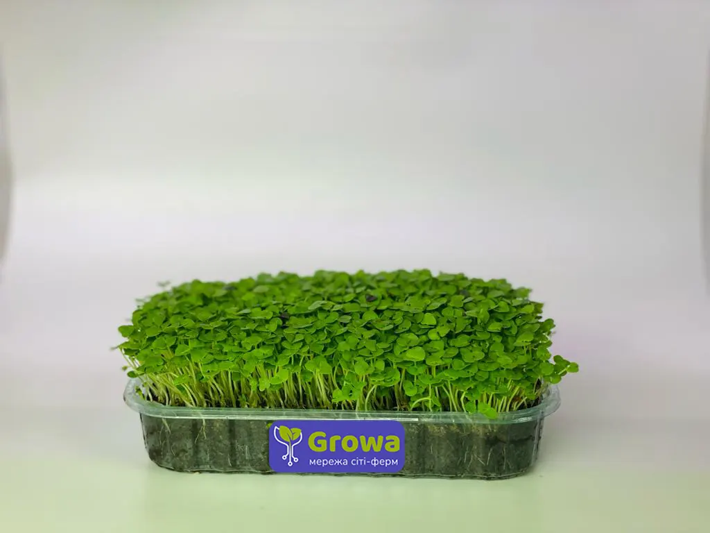 Зростаюча мікрозелень базиліку зеленого від Growa, вигляд 1