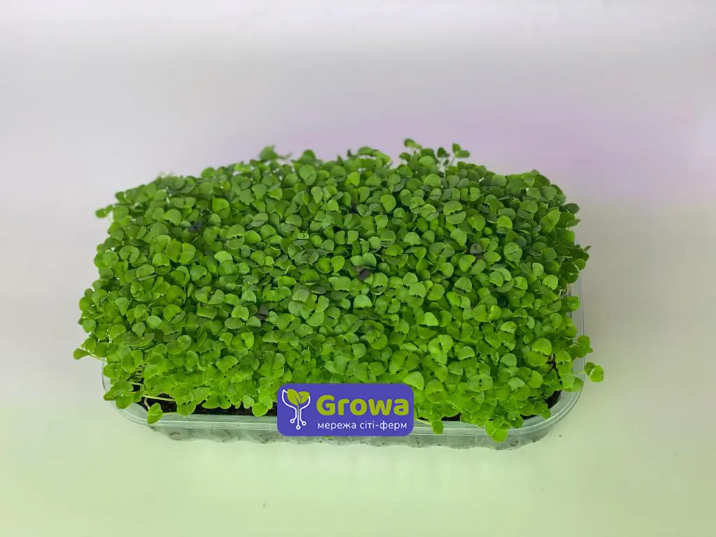Зростаюча мікрозелень базиліку зеленого від Growa, вигляд 2