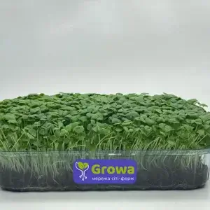 Растущая микрозелень чиа от Growa, вид 1