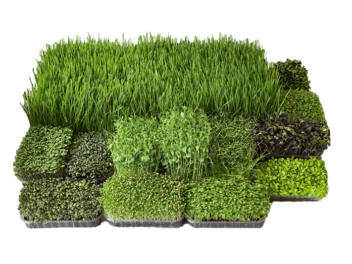 Wide selection of microgreens MICROGREENER, set 1