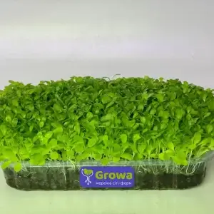 Growing Microgreens of lettuce from Growa, view 1
