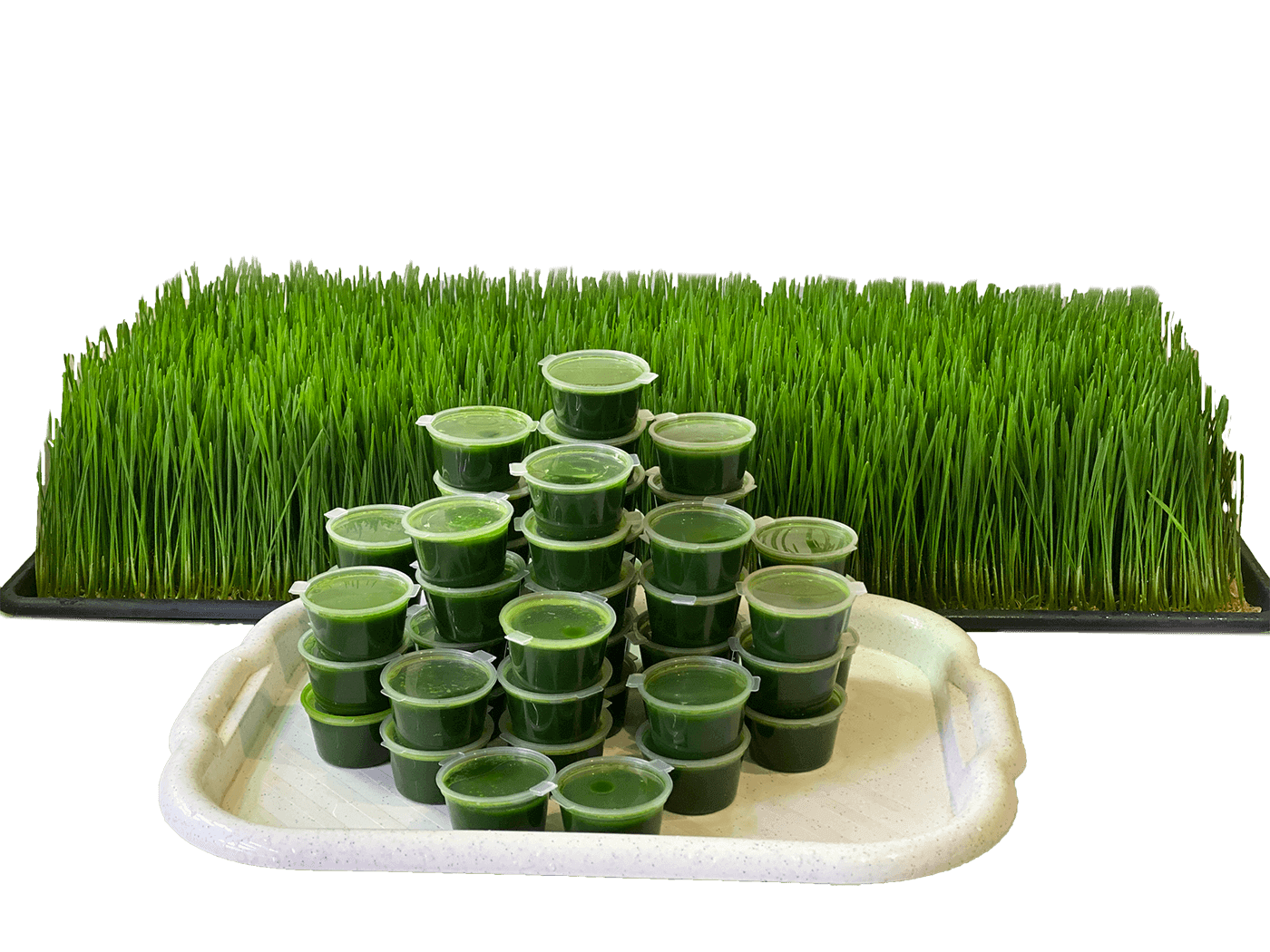 Свежевыжатый сок пшеницы - витграсс от MICROGREENER, вид 1