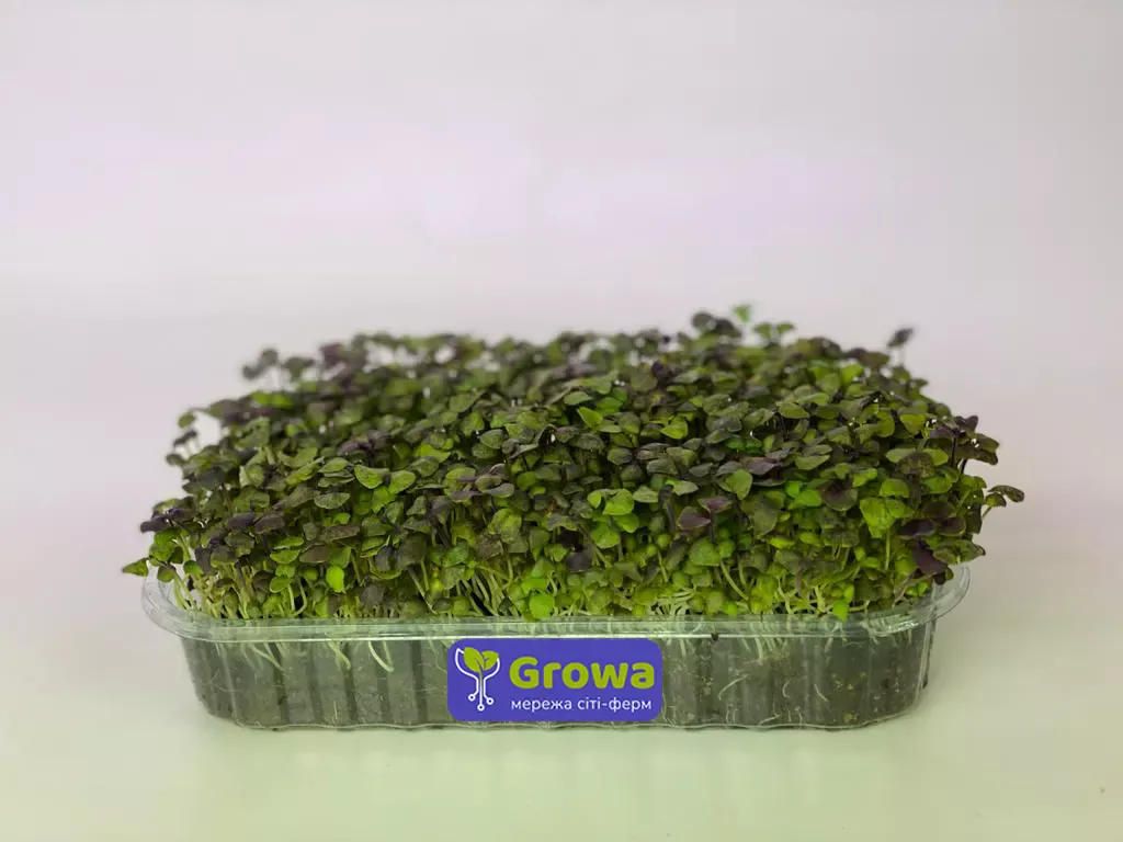 Зростаюча мікрозелень базиліку фіолетового від Growa, вигляд 1