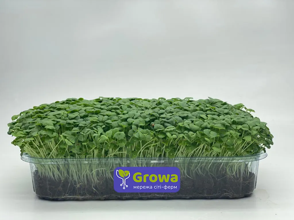 Мікрозелень зрочтаюча Чіа від Growa, вигляд 1