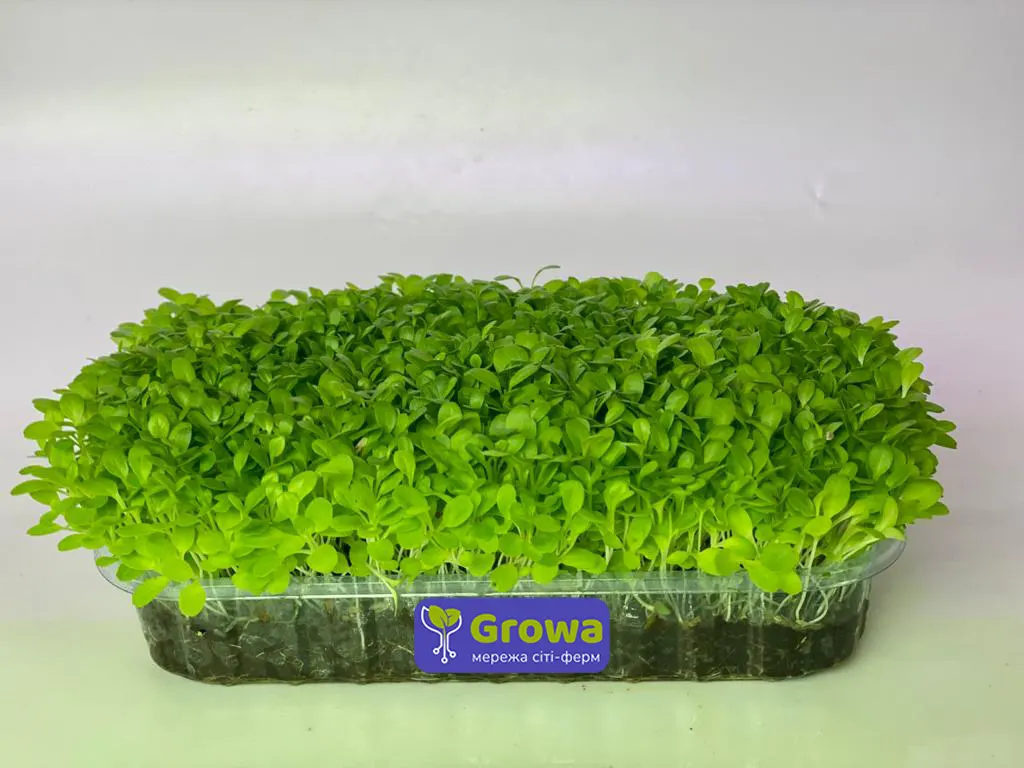 Мікрозелень зрочтаюча салат латук від Growa, вигляд 1