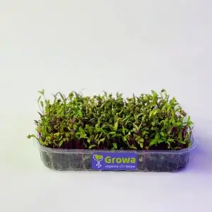 Мікрозелень зрочтаюча мангольд буряк від Growa, вигляд 1