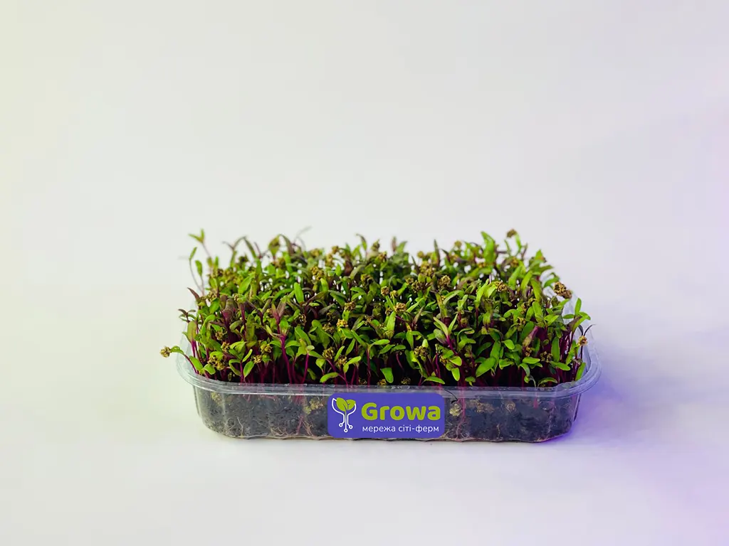 Мікрозелень зрочтаюча мангольд буряк від Growa, вигляд 1