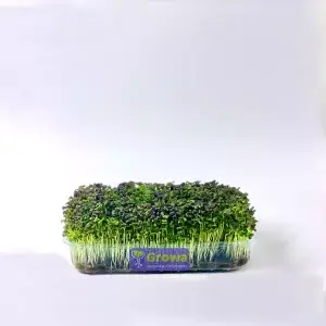Зростаюча мікрозелень мізуни від Growa, вигляд 1