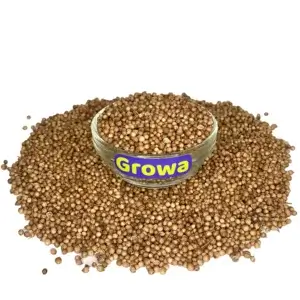 Насіння мікрозелені кінзи Growa