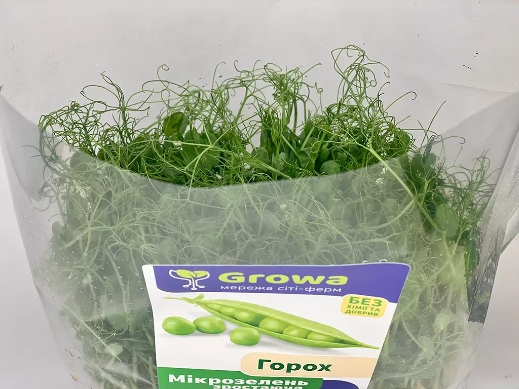 Зростаюча мікрозелень гороху вусатого від Growa